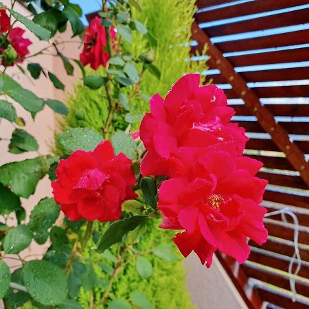 Rosinha Country House Vale de Cambra Luaran gambar
