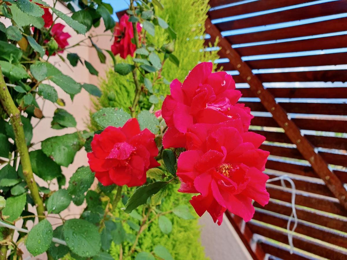 Rosinha Country House Vale de Cambra Luaran gambar