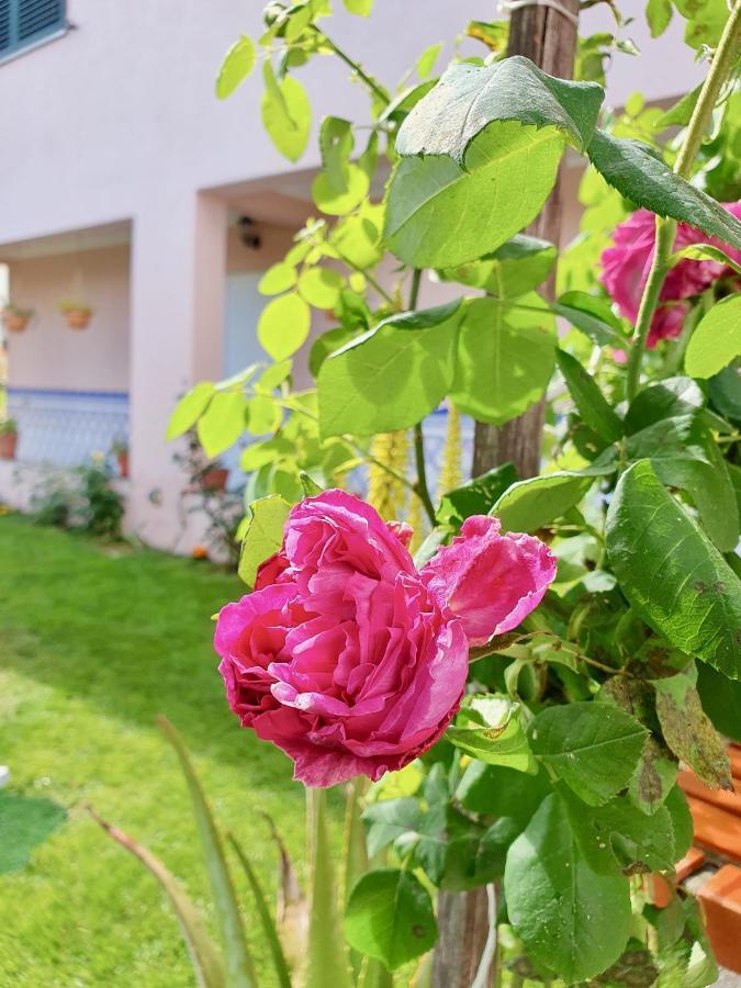Rosinha Country House Vale de Cambra Luaran gambar